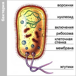 Жизнь